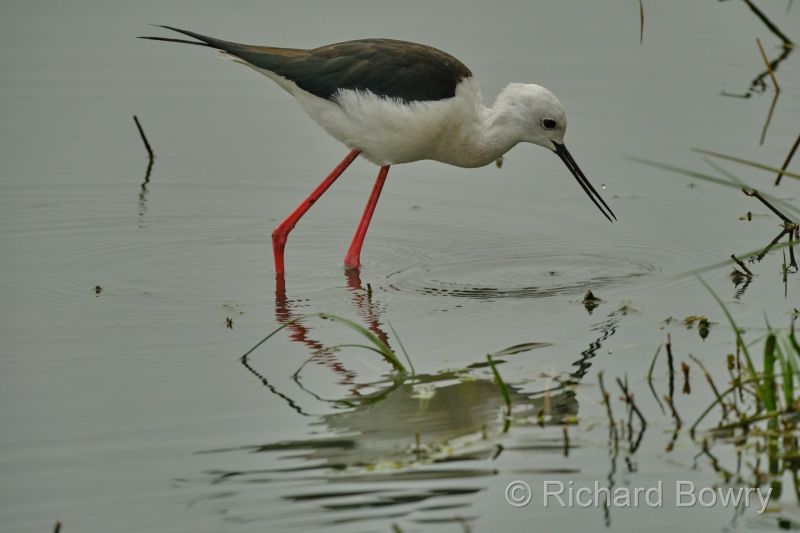 Sultan Por at 2026-02-01 10.03.31