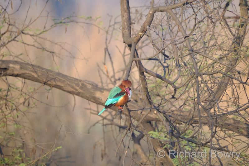 Keoladeo at 2026-02-08 08.20.19