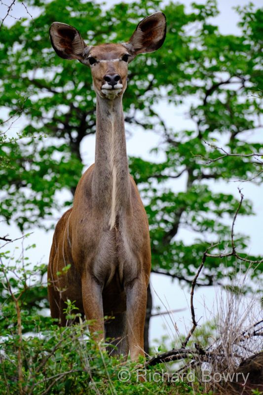 Zimbabwe on 06-12-22 at 06-22-04