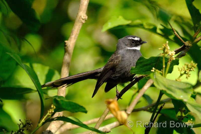 Corbett at 2026-02-03 15.22.42