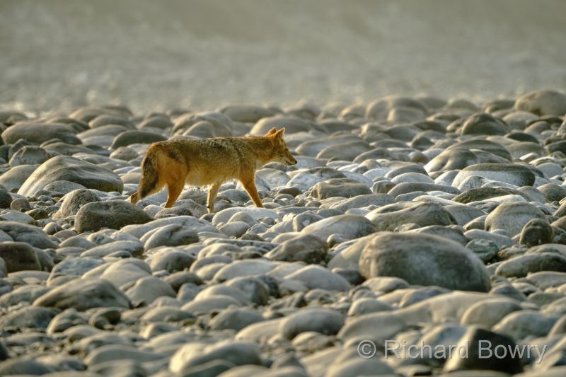 Corbett at 2026-02-03 16.12.37