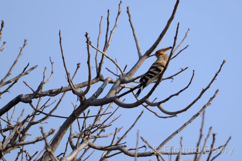 Rathambhore at 2026-02-10 08.53.49