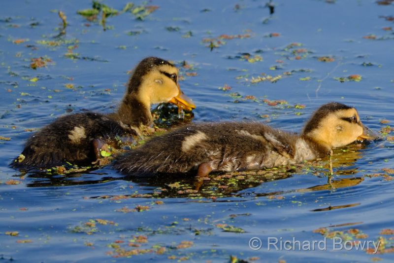 Keoladeo at 2026-02-07 15.52.32