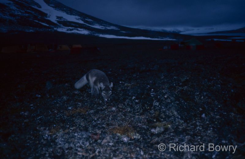 Svalbard (100 of 112)