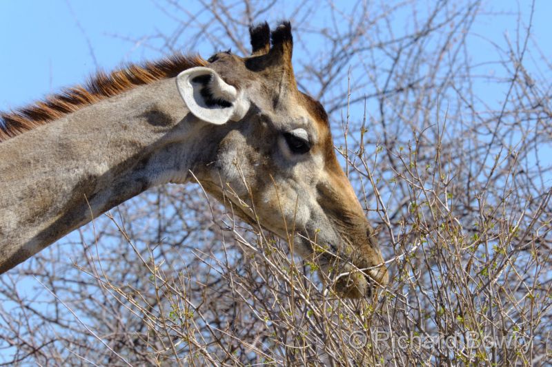 Namibia - 2024-10-30 15.45.502024-11-19 06.40.46
