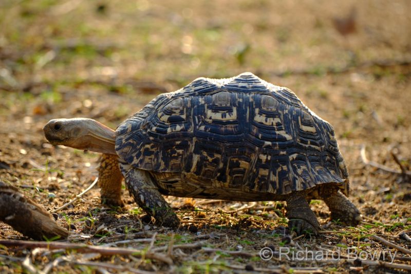 Zimbabwe - 2024-11-06 16.48.072024-11-19 06.44.52