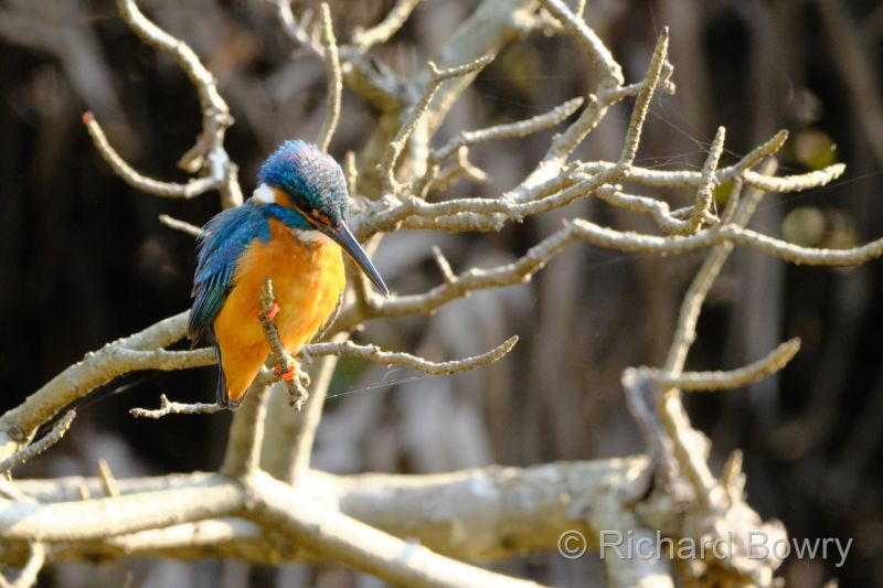 India Bird Sightings
