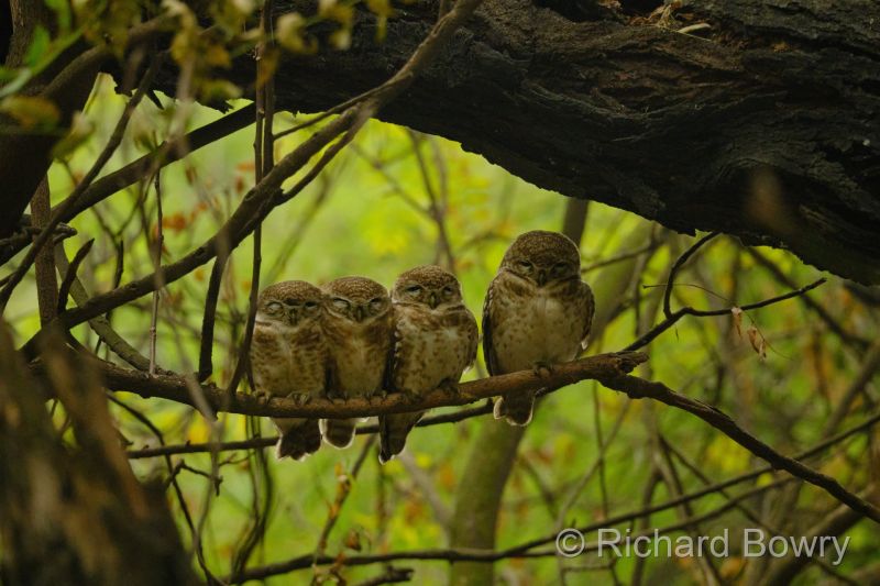 Sultan Por at 2026-02-01 09.36.46