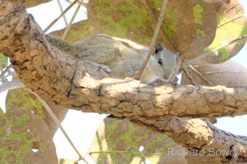 Rathambhore at 2026-02-11 09.40.24