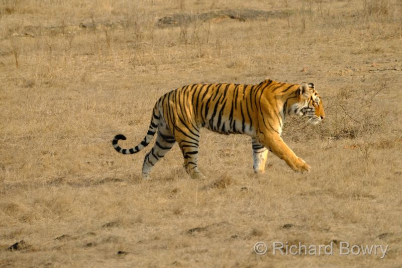 Indian Animal Sightings