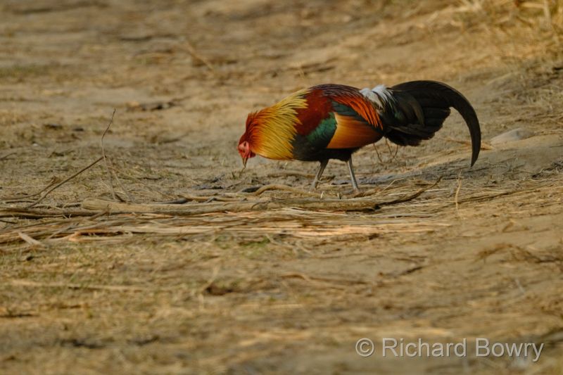 Corbett at 2026-02-03 16.36.01