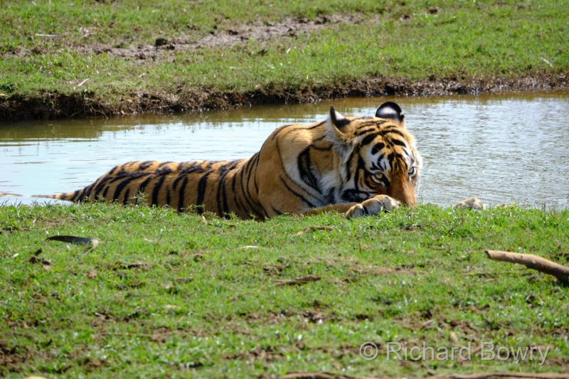 Rathambhore at 2026-02-09 14.35.45