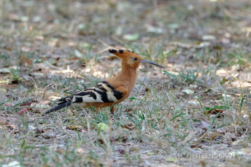 Kruger at 2025-10-14 11.33.24