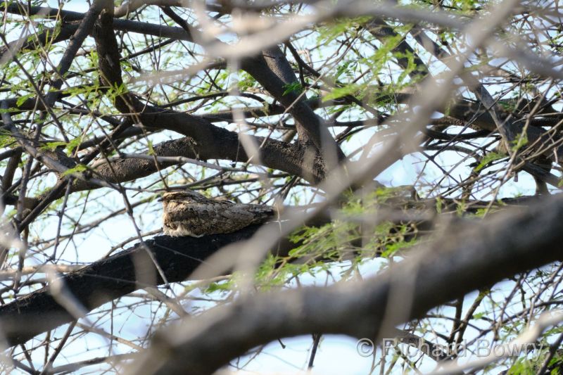 Keoladeo at 2026-02-07 16.06.23