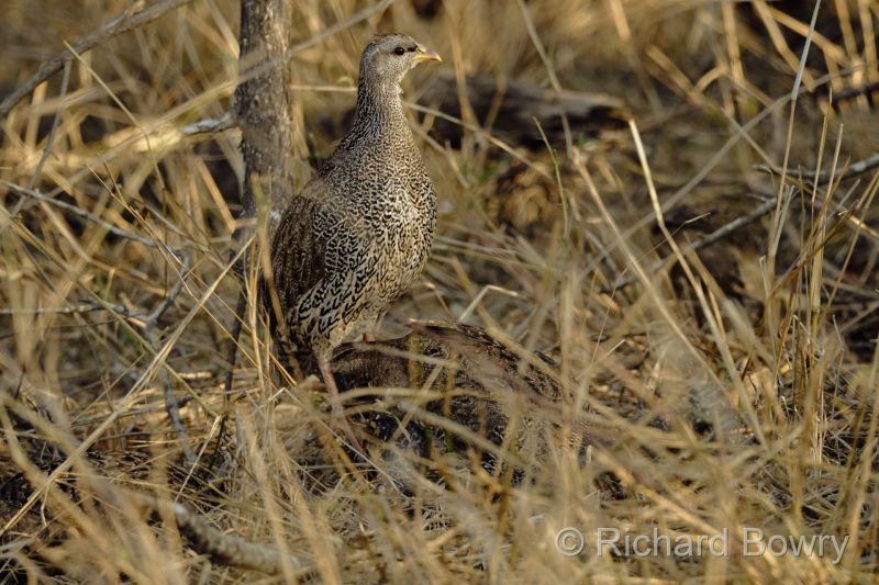 Kruger at 2025-10-13 16.41.44 at 16-41-44