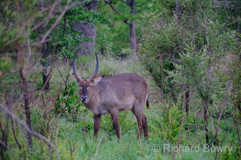 Zimbabwe on 06-12-22 at 06-29-22