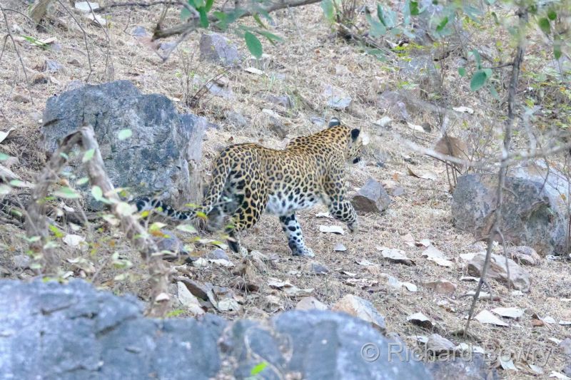 Rathambhore at 2026-02-11 08.08.54