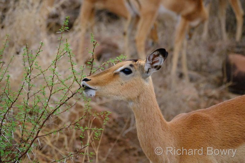 Kruger at 2025-10-17 06.11.31