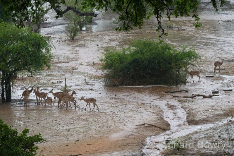Zimbabwe - 2024-11-06 11.46.222024-11-19 06.44.47