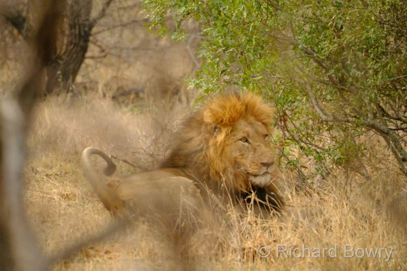 Kruger at 2025-10-12 17.21.44