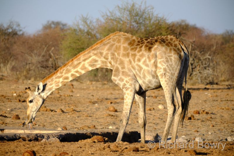 Namibia - 2024-11-01 18.14.072024-11-19 06.41.41