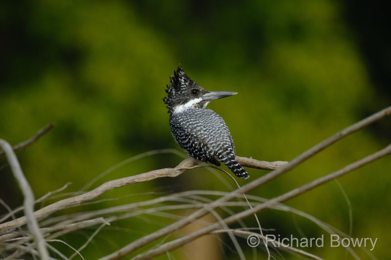 Corbett at 2026-02-03 14.08.23