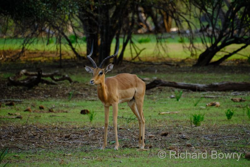 Zimbabwe - 2024-11-06 16.52.282024-11-19 06.44.53