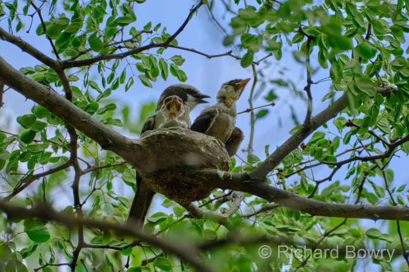 Zimbabwe on 05-12-22 at 12-36-25