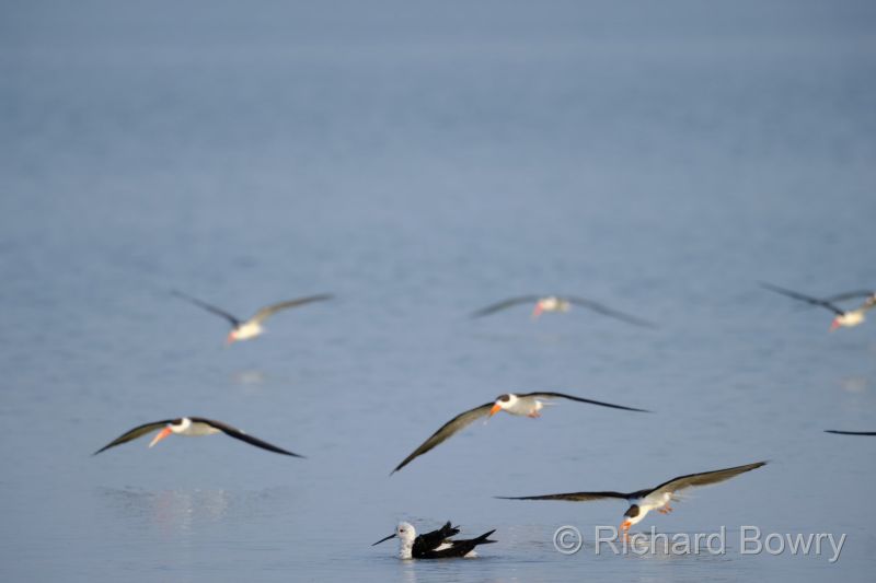 Rathambhore at 2026-02-11 16.51.37