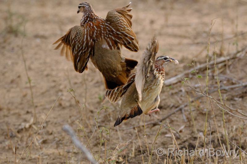 Kruger at 2025-10-15 06.12.52