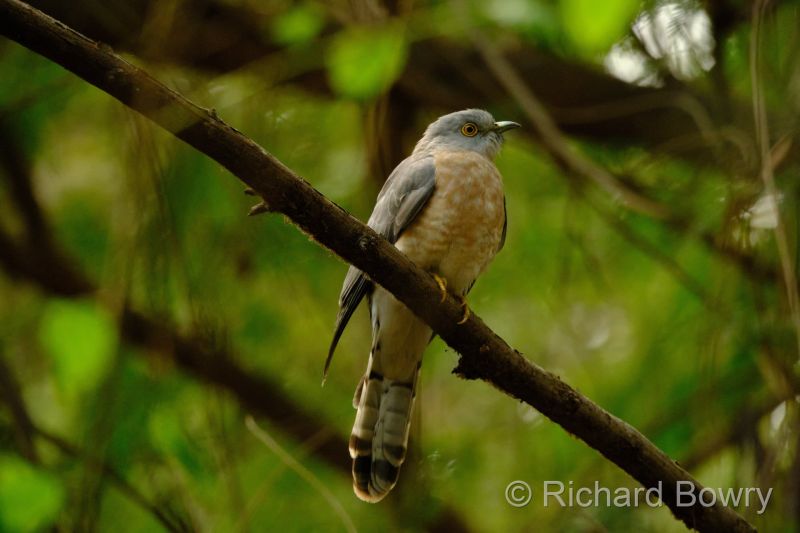 Sultan Por at 2026-02-01 13.09.53