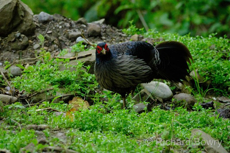 Corbett at 2026-02-02 13.35.14