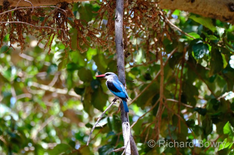 Zimbabwe on 26-11-22 at 11-00-23