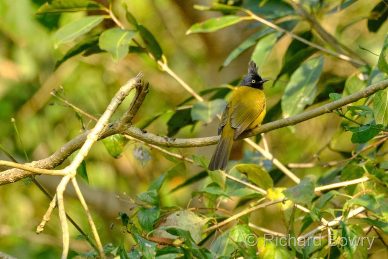 Corbett at 2026-02-03 15.11.45