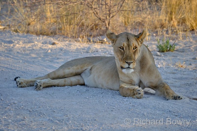 Namibia - 2024-11-01 18.31.272024-11-19 06.41.42