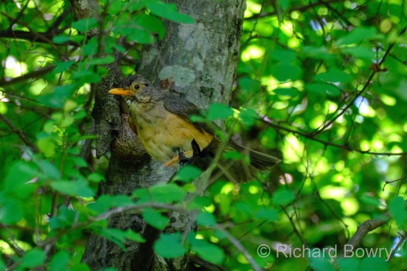 Zimbabwe on 24-11-22 at 11-32-31