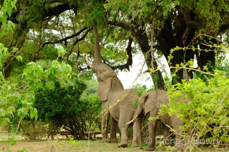 Zimbabwe - 2024-11-12 12.50.252024-11-19 06.46.25