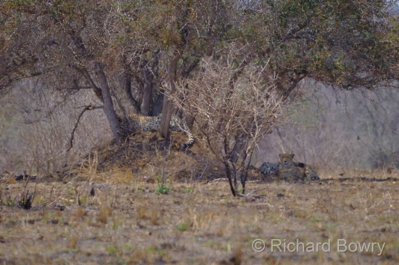 Kruger at 2025-10-15 11.45.31