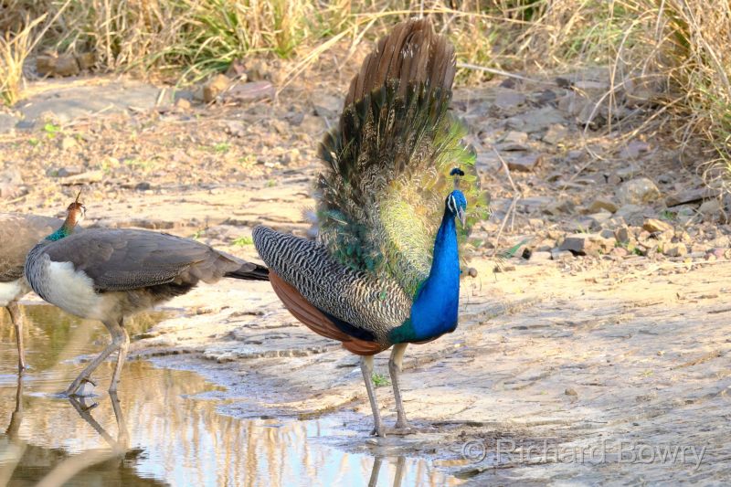 Rathambhore at 2026-02-10 08.43.01