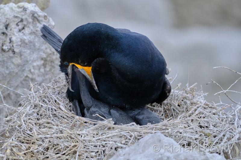 Cape Agulhas at 2025-10-25 11.24.17