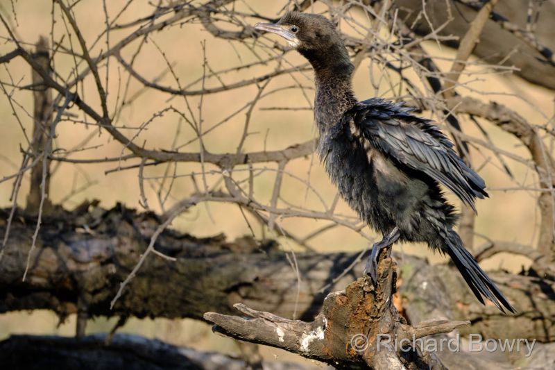 Keoladeo at 2026-02-07 16.08.55