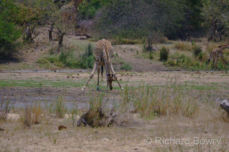 Kruger at 2025-10-15 12.17.45