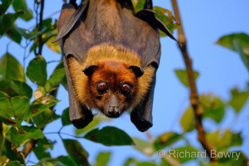 Keoladeo at 2026-02-07 17.19.36