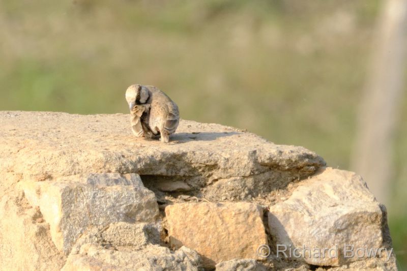 Rathambhore at 2026-02-11 16.00.40