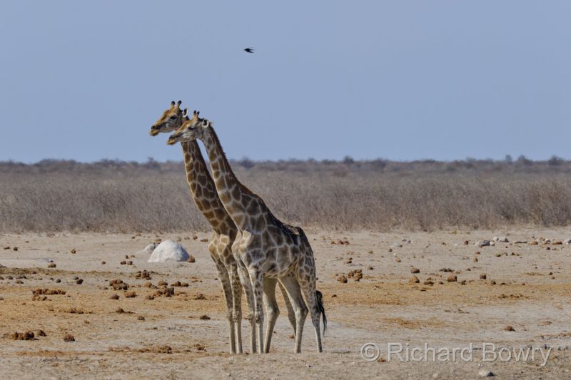 Namibia - 2024-10-31 15.49.422024-11-19 06.41.03
