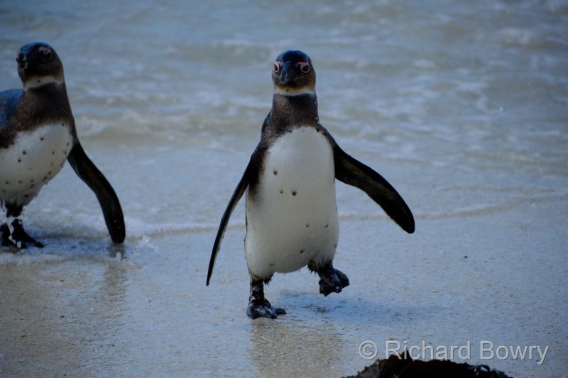 Cape Point at 2025-10-18 12.06.28