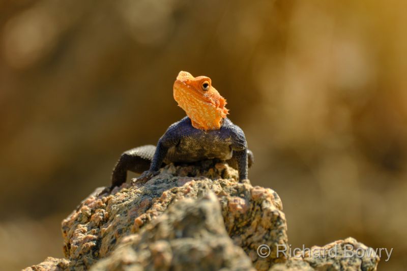 Namibia - 2024-10-26 09.28.522024-11-19 06.39.22