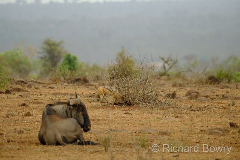 Kruger at 2025-10-13 08.04.36
