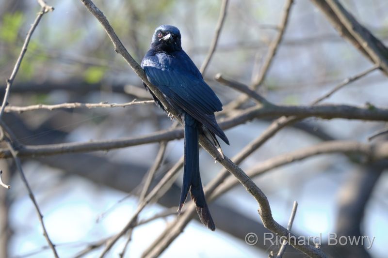 Keoladeo at 2026-02-08 09.33.39