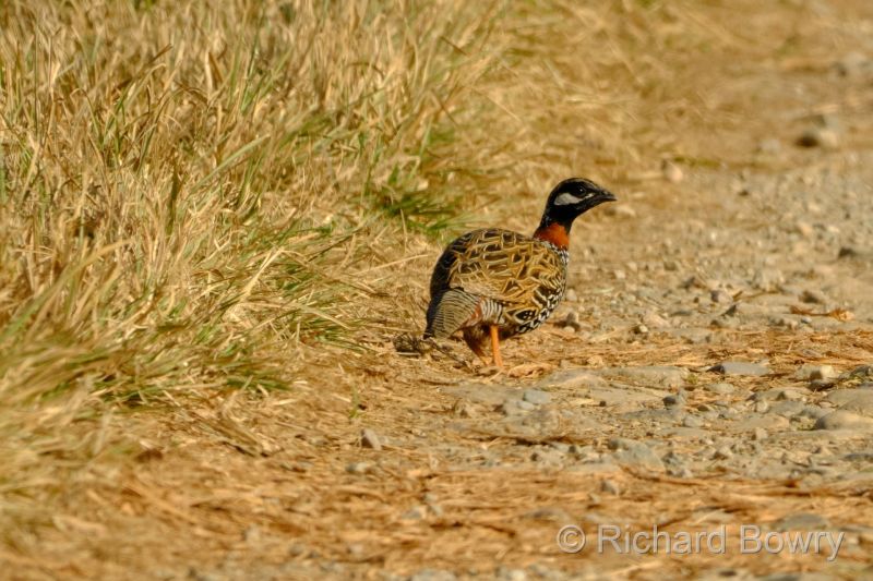 Corbett at 2026-02-04 15.12.39